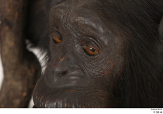 Chimpanzee Bonobo eye 0003.jpg